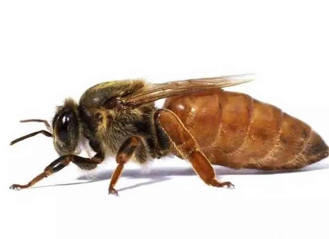 工蜂、雄蜂及蜂王的寿命分别有多长