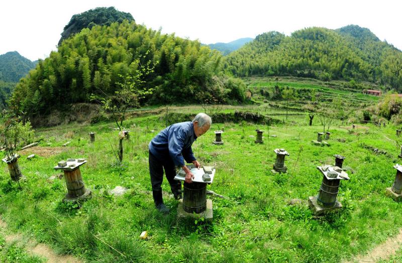 冬天蜜蜂结团近距离搬迁有回蜂吗该注意哪些问题？