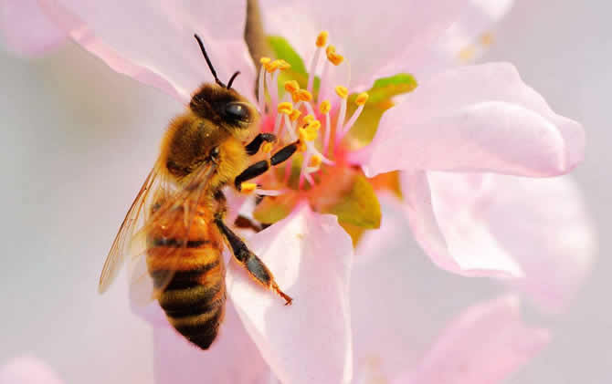 野蜂可以和弱群合并吗