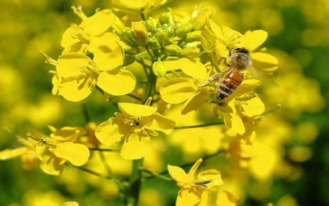 野蜂可以和弱群合并吗？