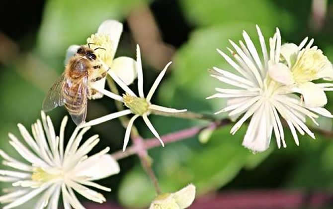 野蜂可以和弱群合并吗？