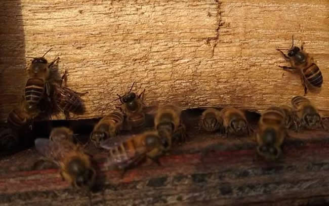 【蜜蜂知识】世界上有多少种蜜蜂