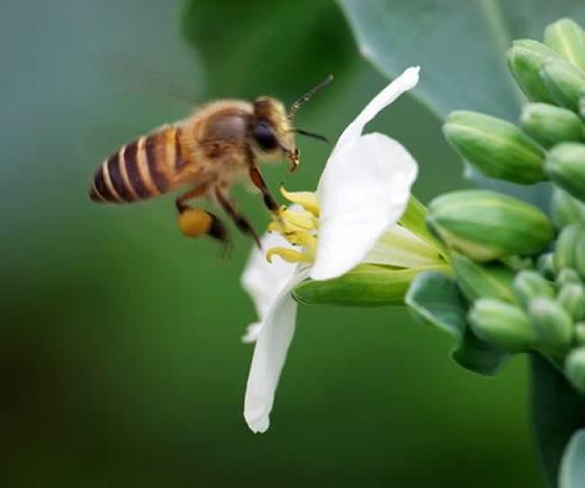 【蜜蜂知识】意大利蜂的优缺点