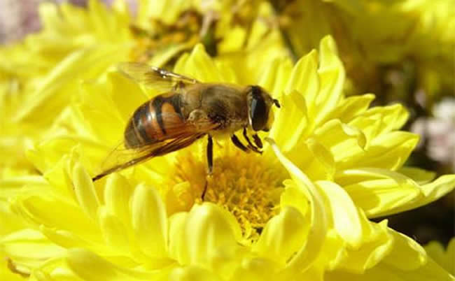 【蜜蜂知识】意大利蜂的优缺点