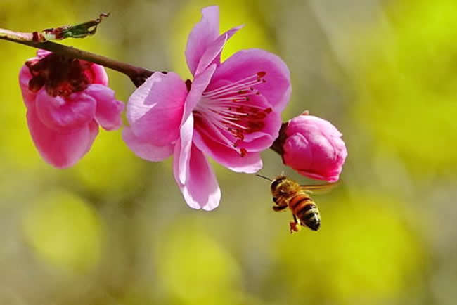 在夏季可以蜂多于脾吗