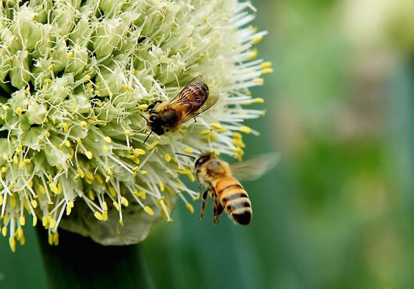 【蜜蜂知识】一窝蜜蜂可以有几个蜂王