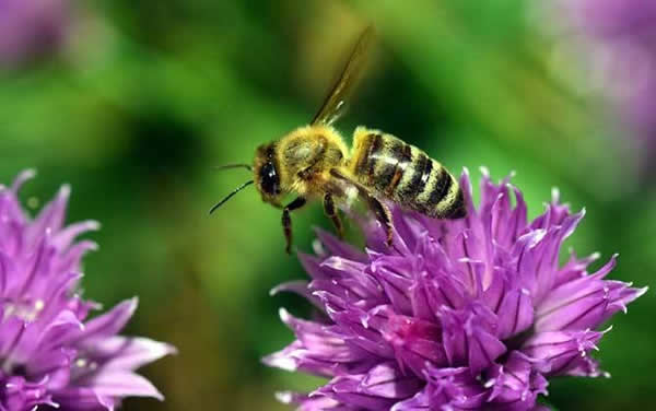 【蜜蜂知识】一窝蜜蜂可以有几个蜂王