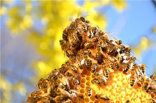 蜜蜂采蜜回巢是直线飞行吗