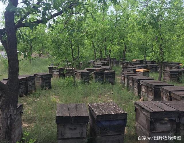 蜜蜂用什么采蜜的蜜蜂是怎么把蜜产出来的