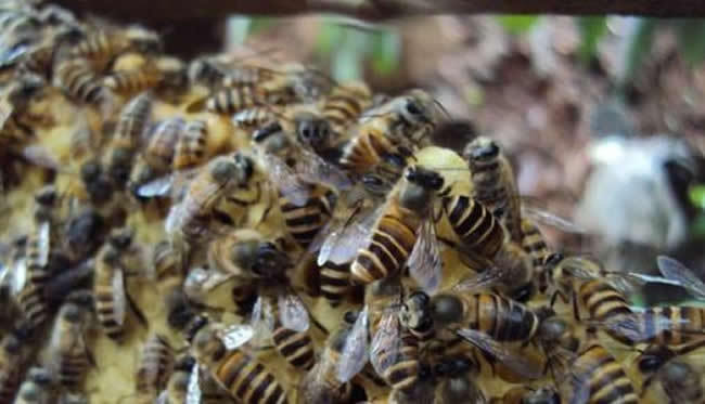 【蜜蜂知识】蜜蜂自然分蜂前有什么特点