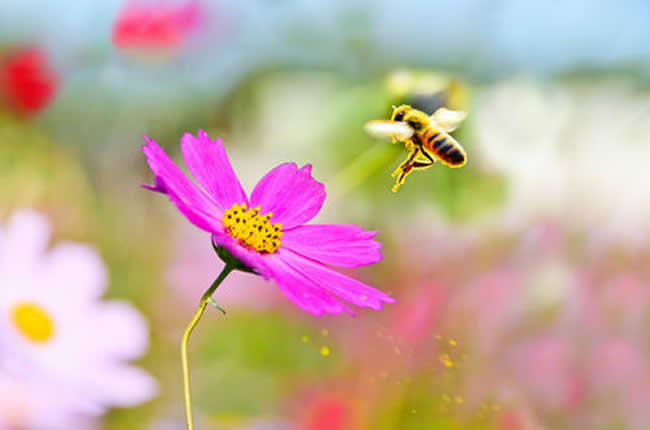【蜜蜂知识】蜜蜂自然分蜂前有什么特点