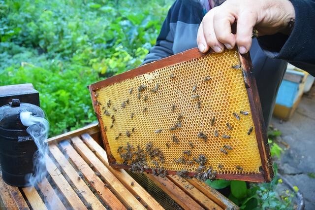 蜜蜂是怎么采蜜的让蜜蜂尽可能多采蜜，应该做好这一管理