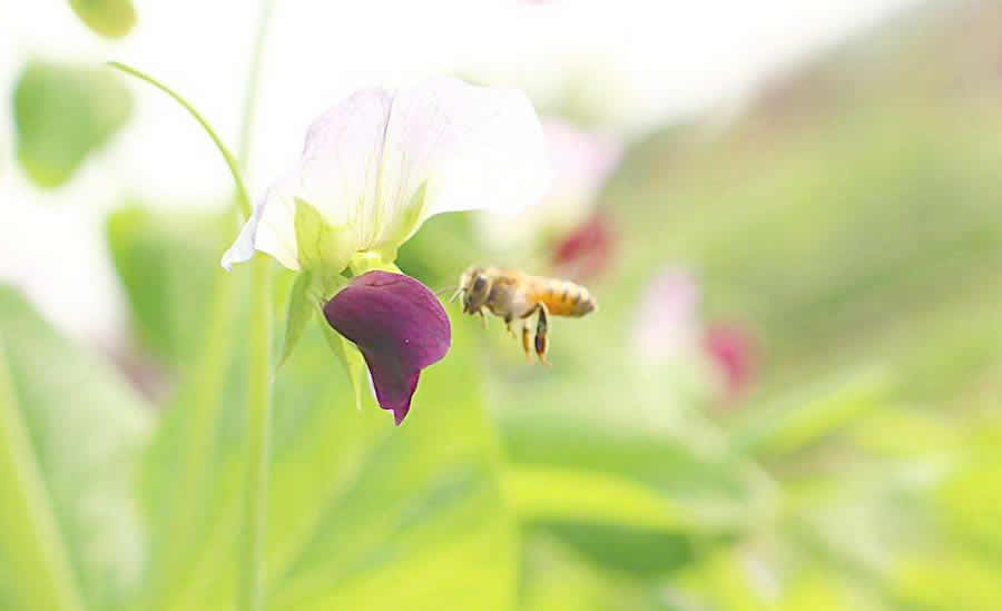 蜜蜂都吃什么食物