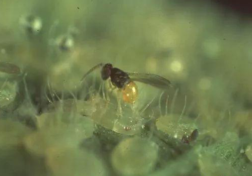 丽蚜小蜂