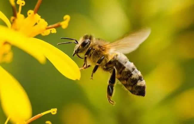 【蜜蜂知识】意大利蜂有哪些缺点