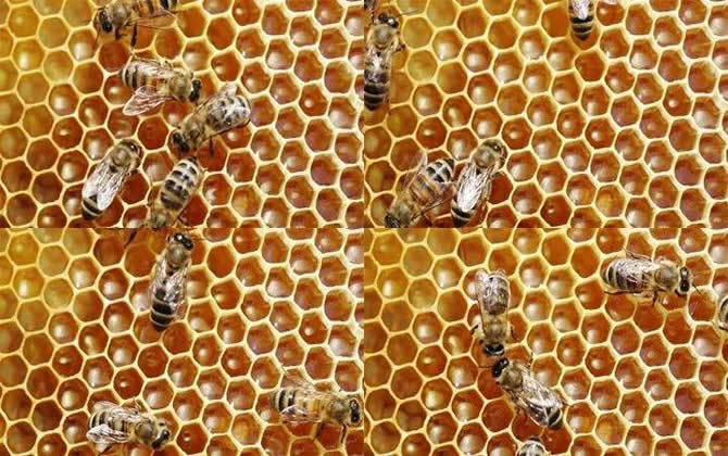 蜜蜂采花蜜是如何生产蜂蜜的