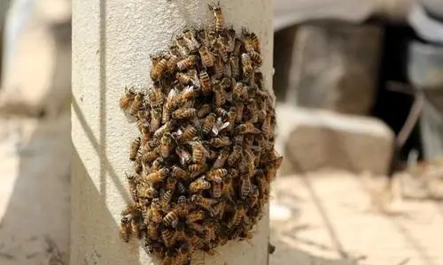 分蜂热是什么原因引起的