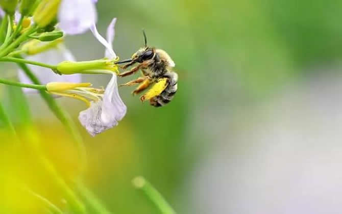 养殖蜜蜂时蜜蜂不蛰手吗