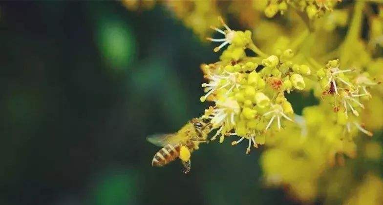 【蜜蜂知识】雄蜂试飞后多久分蜂
