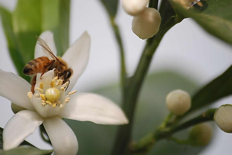 【蜜蜂知识】雄蜂试飞后多久分蜂