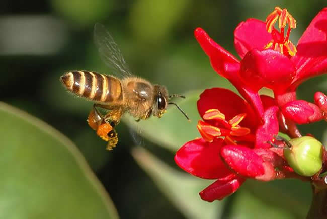 【蜜蜂知识】雄蜂试飞后多久分蜂