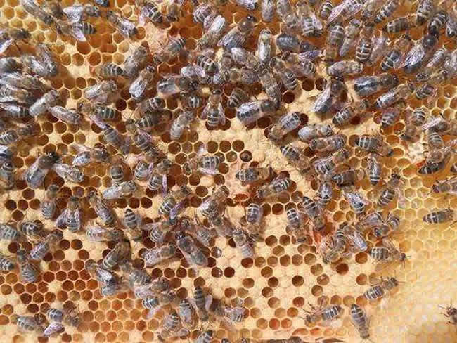【蜜蜂知识】雄蜂多是什么原因
