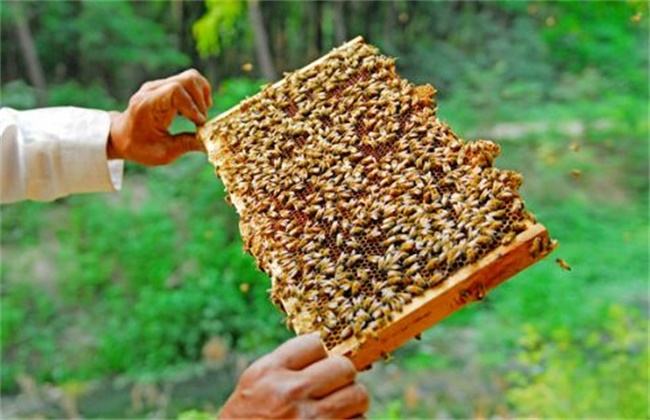 【蜜蜂知识】雄蜂多是什么原因