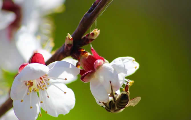 蜜蜂采蜜怎么变成蜂蜜