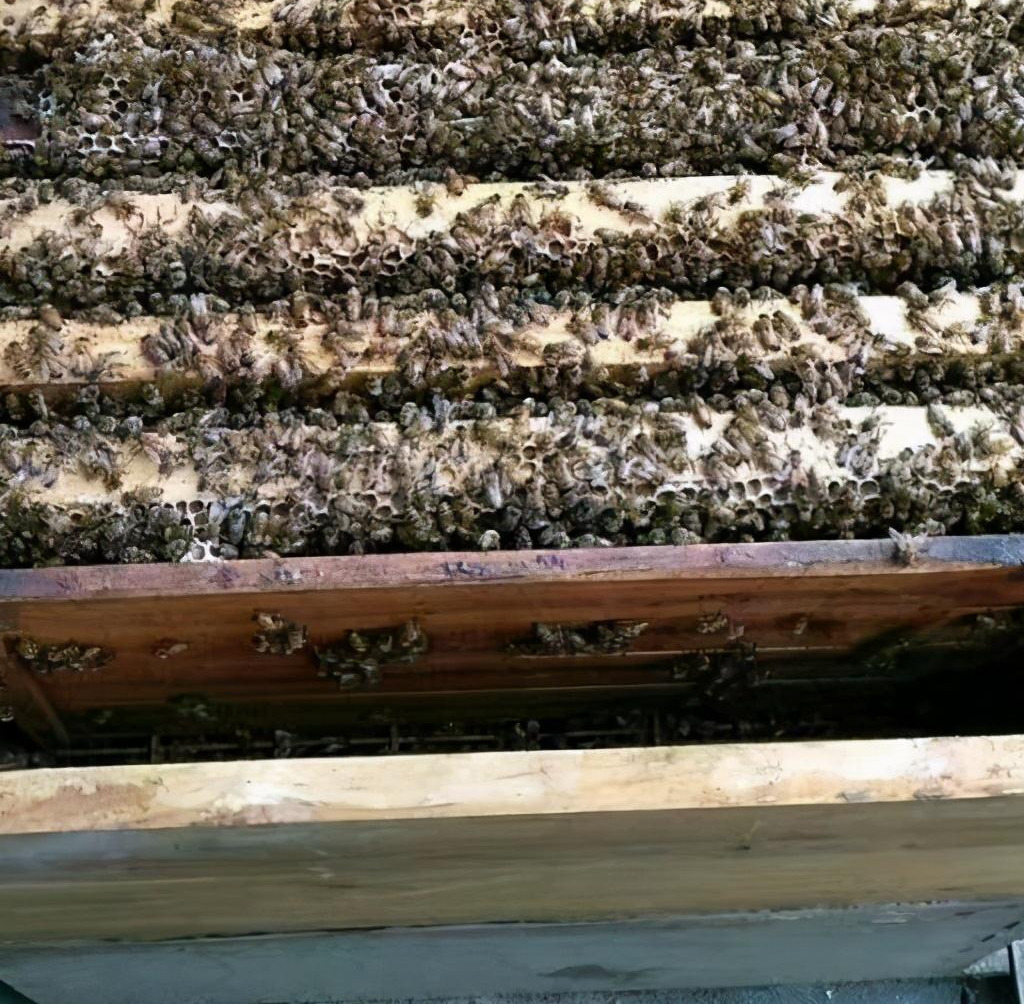 产蜜的蜜蜂种类