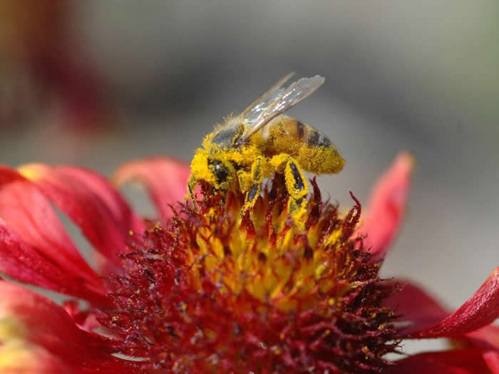 【蜜蜂知识】蜜蜂怎么过冬