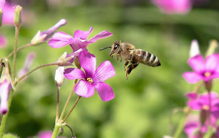 【蜜蜂知识】蜜蜂怎么过冬