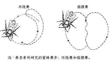蜜蜂的舞蹈有什么作用