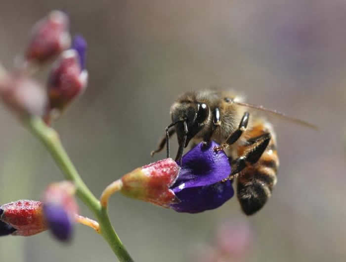 【蜜蜂知识】新手怎么才能养好蜜蜂
