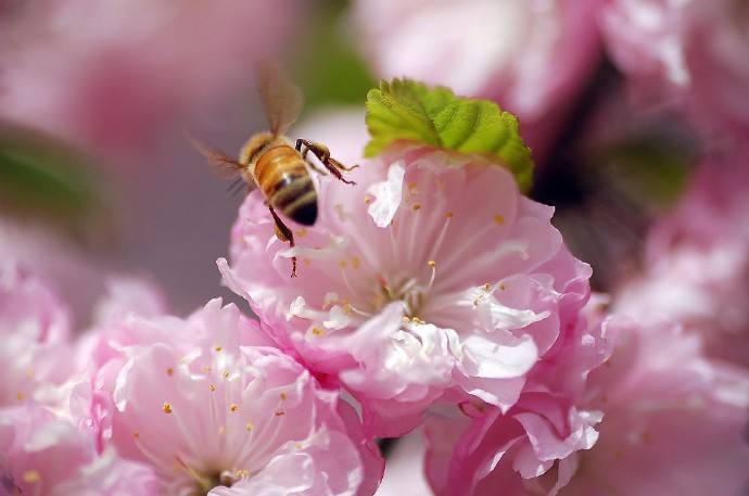【蜜蜂知识】新手怎么才能养好蜜蜂