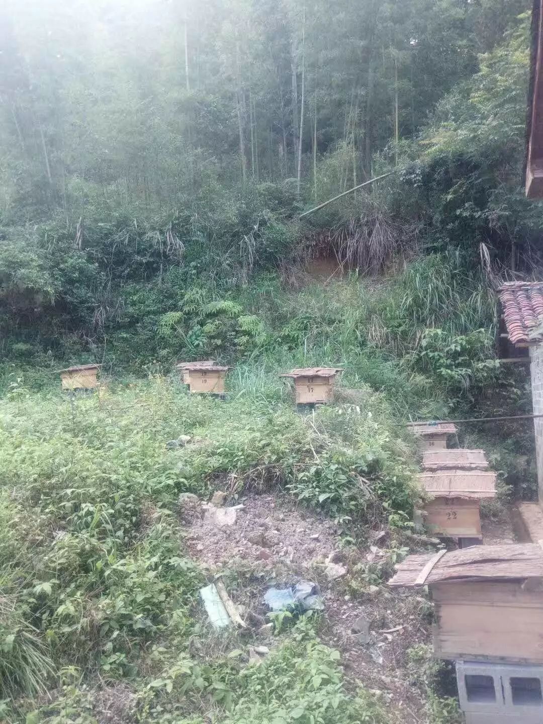 种蜂场是干嘛的