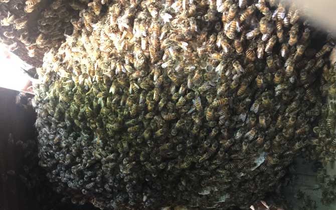 新蜂王出了几天会分蜂