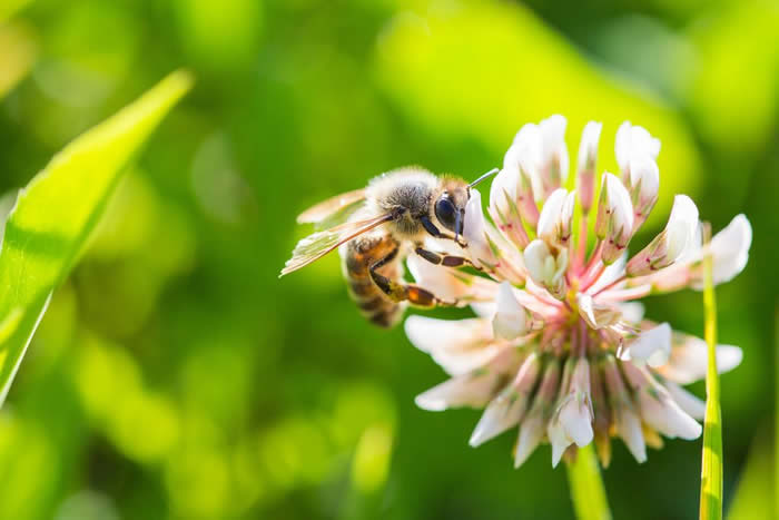 【蜜蜂知识】意大利蜜蜂的早春管理