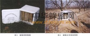 壁蜂 壁蜂科属 壁蜂分布 壁蜂图片 壁蜂 壁蜂科属 壁蜂分布 壁蜂形态特征 壁蜂经济价值