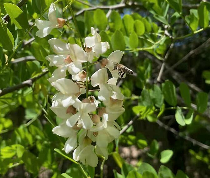 蜜蜂采花粉还是花蜜，做什么用