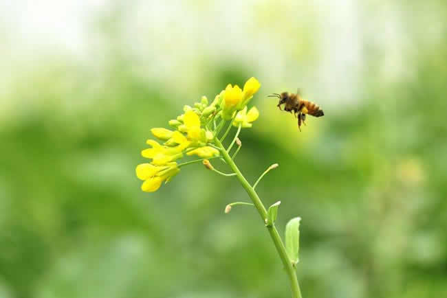 【蜜蜂知识】赞美蜜蜂的诗词有哪些