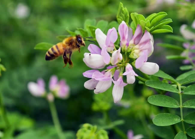 【蜜蜂知识】赞美蜜蜂的诗词有哪些