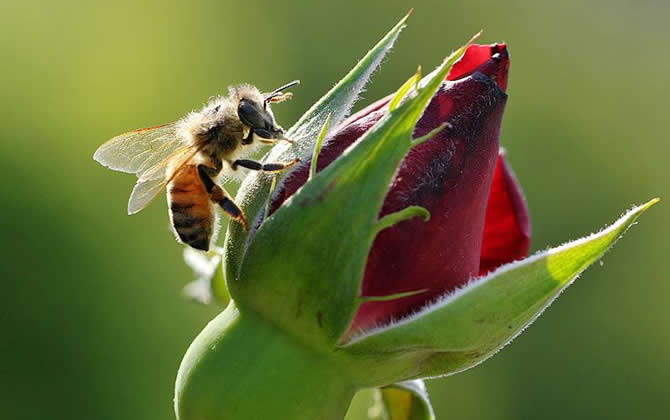 蜂王死了蜜蜂会怎样