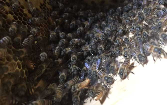 家里有蜜蜂窝怎么处理