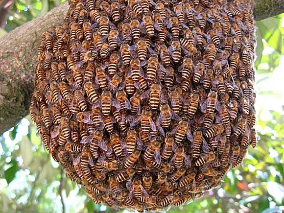 野生蜜蜂的生活环境和特点