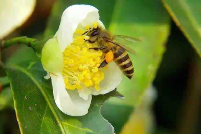 【蜜蜂知识】雄蜂出房多久分蜂