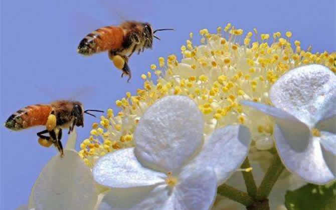 蜜蜂酿蜜需要几天才能完成