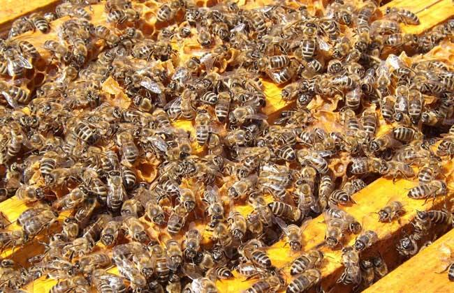 【蜜蜂知识】养殖中蜂好还是意蜂好