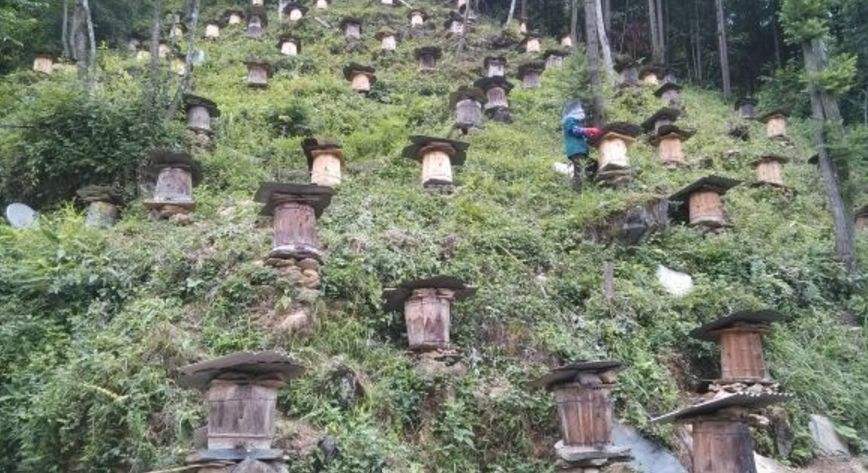 【蜜蜂知识】养殖中蜂好还是意蜂好