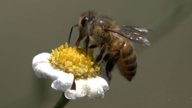 【蜜蜂知识】什么是蜜蜂巢虫