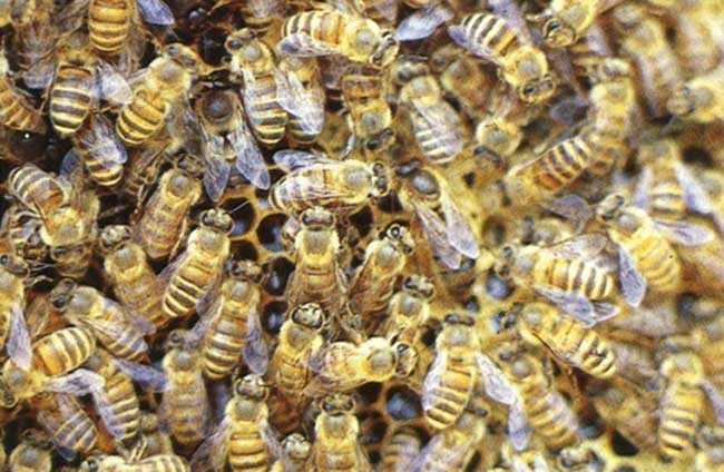 【蜜蜂知识】什么是蜜蜂巢虫
